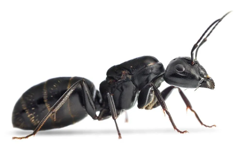 Carpenter Ant